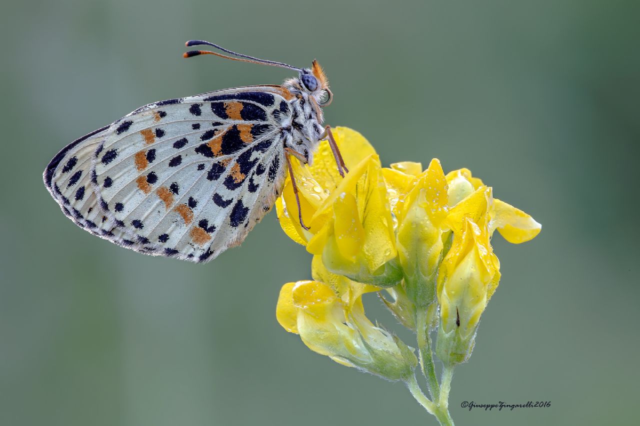 Melitaea didyma aberrante